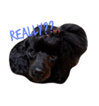 petpetpet（個別スタンプ：12）
