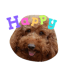 petpetpet（個別スタンプ：16）