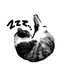 三毛猫おかき（個別スタンプ：1）