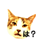 三毛猫おかき（個別スタンプ：2）