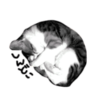 三毛猫おかき（個別スタンプ：3）