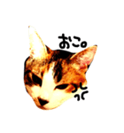 三毛猫おかき（個別スタンプ：4）