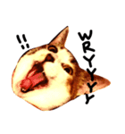 三毛猫おかき（個別スタンプ：8）