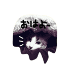 三毛猫おかき（個別スタンプ：9）