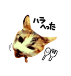 三毛猫おかき（個別スタンプ：10）