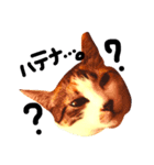 三毛猫おかき（個別スタンプ：11）
