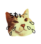 三毛猫おかき（個別スタンプ：12）