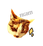 三毛猫おかき（個別スタンプ：13）