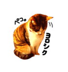 三毛猫おかき（個別スタンプ：14）