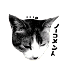 三毛猫おかき（個別スタンプ：16）