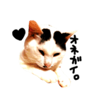 ぶち猫麿(まろ)（個別スタンプ：1）