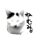 ぶち猫麿(まろ)（個別スタンプ：2）