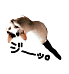 ぶち猫麿(まろ)（個別スタンプ：3）