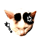 ぶち猫麿(まろ)（個別スタンプ：4）