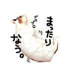 ぶち猫麿(まろ)（個別スタンプ：6）