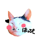ぶち猫麿(まろ)（個別スタンプ：7）