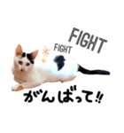ぶち猫麿(まろ)（個別スタンプ：8）