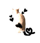 ぶち猫麿(まろ)（個別スタンプ：9）