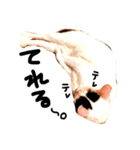 ぶち猫麿(まろ)（個別スタンプ：10）