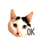 ぶち猫麿(まろ)（個別スタンプ：11）