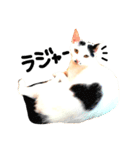 ぶち猫麿(まろ)（個別スタンプ：12）