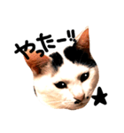 ぶち猫麿(まろ)（個別スタンプ：13）