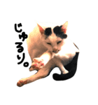 ぶち猫麿(まろ)（個別スタンプ：14）