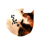 ぶち猫麿(まろ)（個別スタンプ：16）