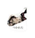ちょこたのすたんぷ（個別スタンプ：3）