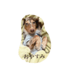 ちょこたのすたんぷ（個別スタンプ：4）