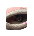 ベイビー 猫（個別スタンプ：11）