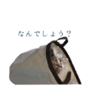 アメリカンショートヘア（個別スタンプ：5）