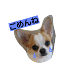 ココロンとその家族（個別スタンプ：1）