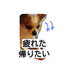 ココロンとその家族（個別スタンプ：3）