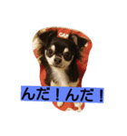 ココロンとその家族（個別スタンプ：7）