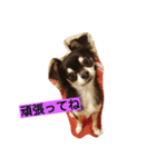 ココロンとその家族（個別スタンプ：12）