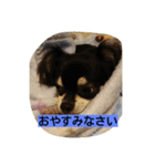 ココロンとその家族（個別スタンプ：16）