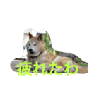 若獅子 パート1（個別スタンプ：2）