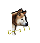 若獅子 パート1（個別スタンプ：3）