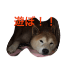 若獅子 パート1（個別スタンプ：4）