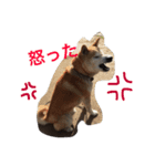 若獅子 パート1（個別スタンプ：5）