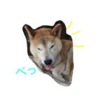 若獅子 パート1（個別スタンプ：6）