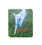 白ワンコ（個別スタンプ：2）