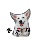白ワンコ（個別スタンプ：5）