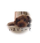 つかえるかわいいトイプースタンプ（個別スタンプ：14）