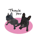 French bulldog and family（個別スタンプ：4）