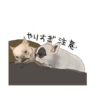 French bulldog and family（個別スタンプ：24）