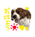 我が家のアイドル キャメル（個別スタンプ：1）