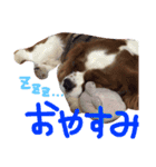我が家のアイドル キャメル（個別スタンプ：2）