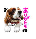 我が家のアイドル キャメル（個別スタンプ：4）